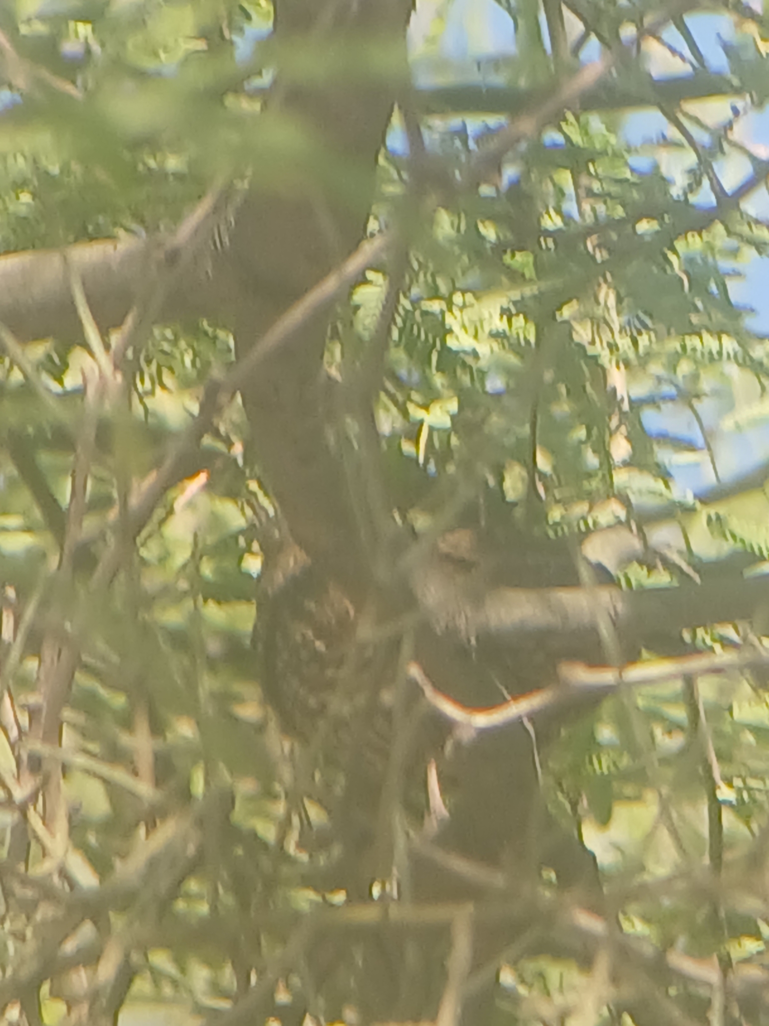 Elegant Quail (Callipepla douglasii), photo 3