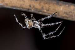 Araneus tartaricus