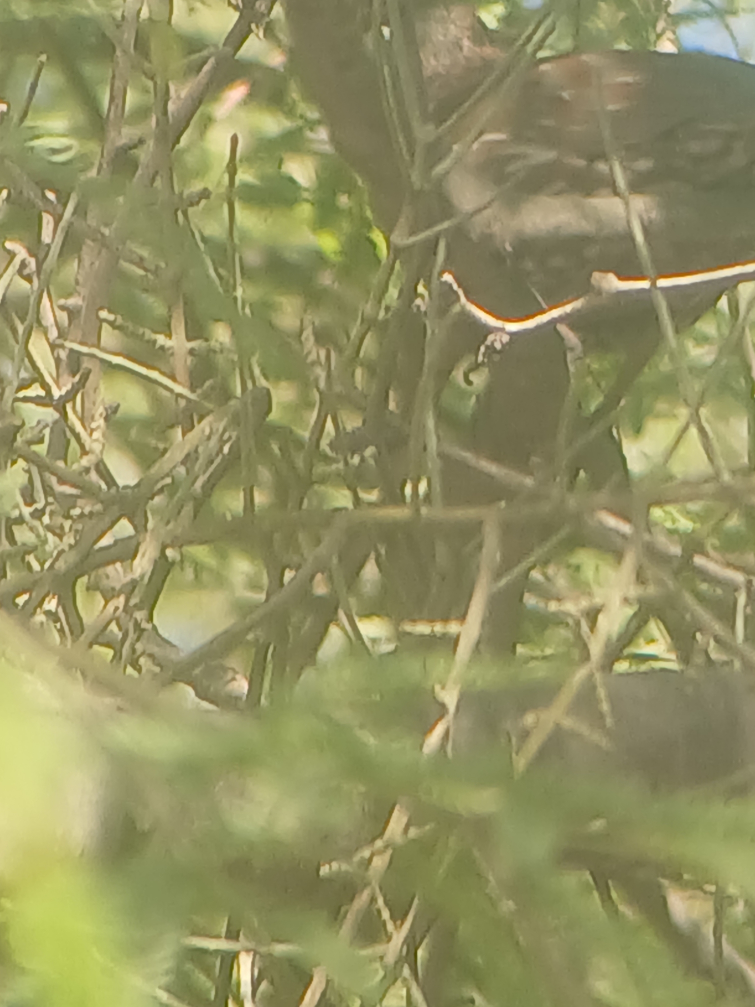 Elegant Quail (Callipepla douglasii), photo 4