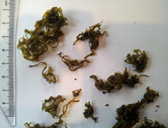 Nostoc flagelliforme