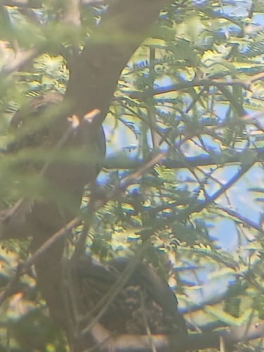 Elegant Quail (Callipepla douglasii), photo 9