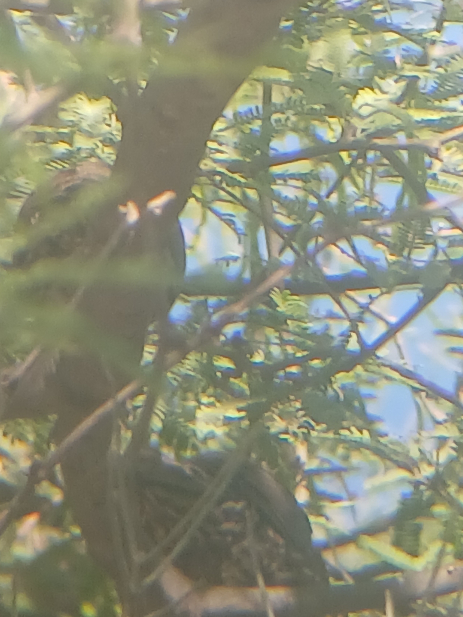 Elegant Quail (Callipepla douglasii), photo 5