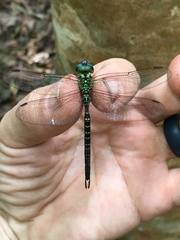 Aeshnidae