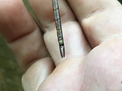 Aeshnidae