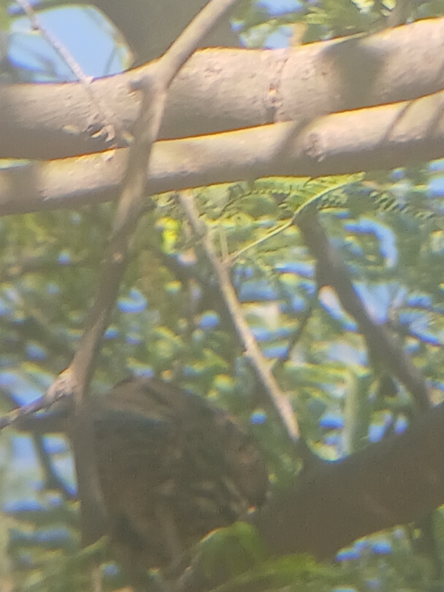 Elegant Quail (Callipepla douglasii), photo 6