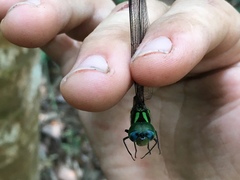 Aeshnidae