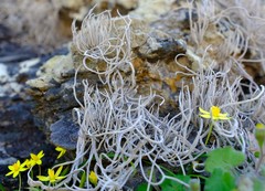 Roccellina hypomecha hypomecha