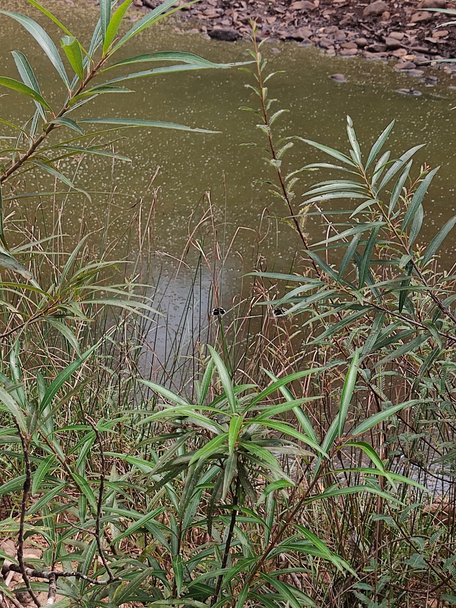Pied Paddy Skimmer