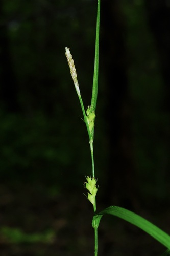 richwoods sedge (Carex oligocarpa)