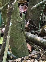 Anolis punctatus