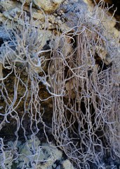 Roccellina hypomecha hypomecha