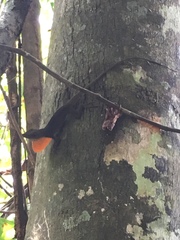 Anolis punctatus
