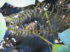 Ceratophyllum