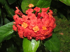 Ixora chinensis
