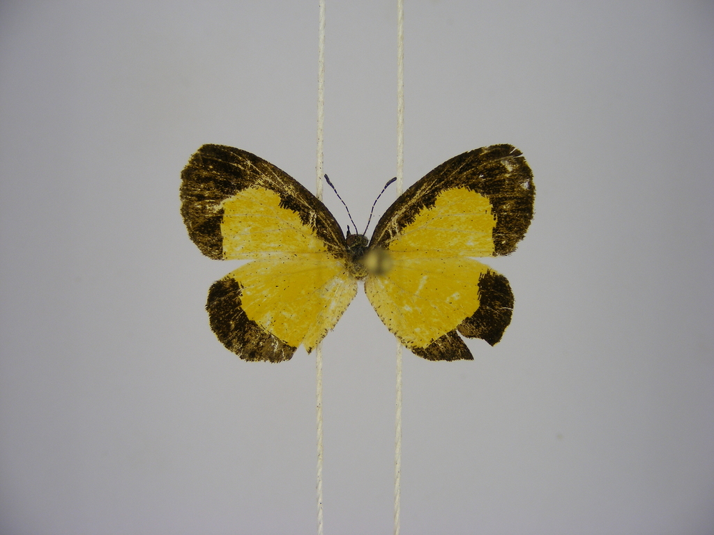 Citrinophila tenera