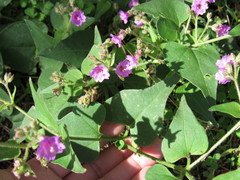 Mirabilis oxybaphoides