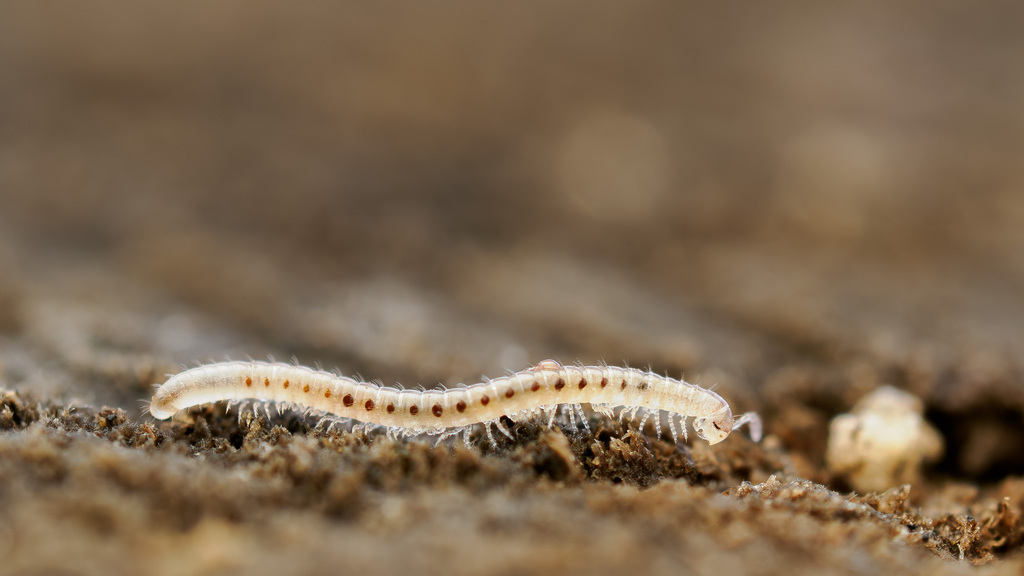 Choneiulinae