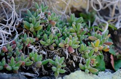 Trichodiadema pygmaeum