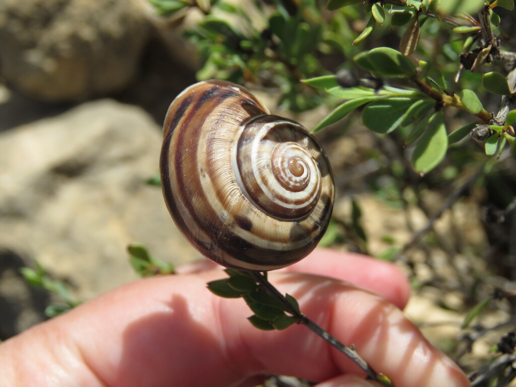 Iberus alonensis