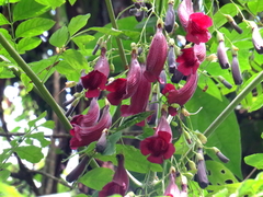 Jacaranda jasminoides