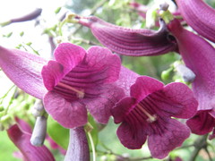Jacaranda jasminoides