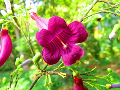 Jacaranda jasminoides