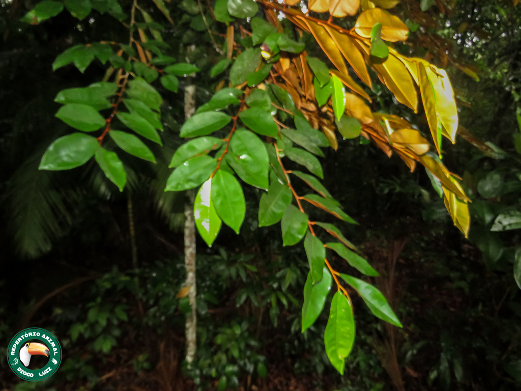 Chrysophyllum cainito, Xerém - Rebio Tinguá, Duque de Caxias - RJ, Brasil