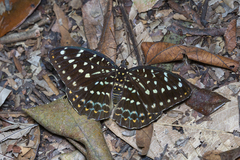 Lexias pardalis dirteana