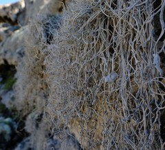 Roccellina hypomecha hypomecha