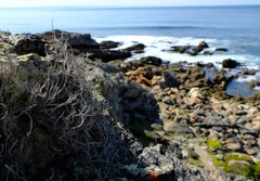 Roccellina hypomecha hypomecha