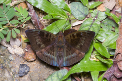 Euthalia monina monina