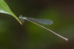 Amphicnemis gracilis