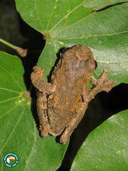 Dendropsophus seniculus
