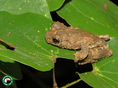 Dendropsophus seniculus