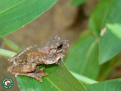 Dendropsophus seniculus
