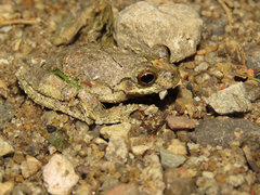 Dendropsophus seniculus