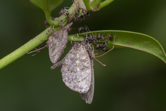 Logania marmorata damis