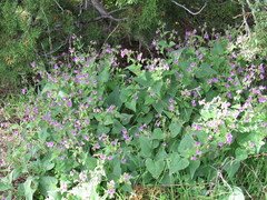Mirabilis oxybaphoides