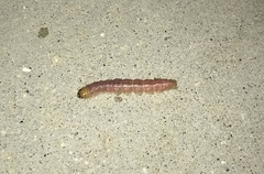 Litoprosopus coachella