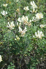 Astragalus albicaulis