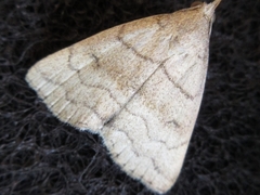 Zanclognatha triplex