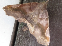 Pangrapta disruptalis