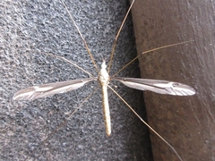 Tipula aino
