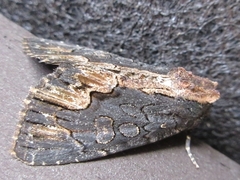 Dypterygia caliginosa