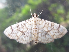 Haritalodes derogata