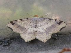 Macaria shanghaisaria