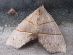 Gonepatica opalina