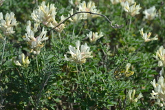 Astragalus albicaulis