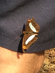 Adelpha