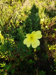 Oenothera grandiflora